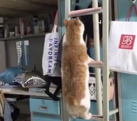 为什么宠物猫养不胖,我家猫就是不胖