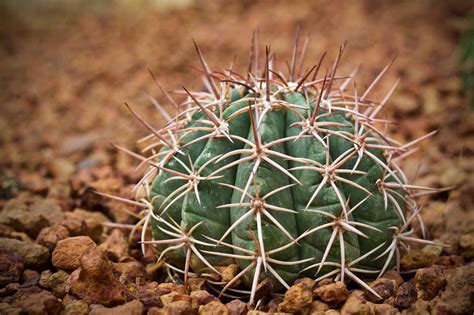 小花仙怎么,你知道十二小花仙吗