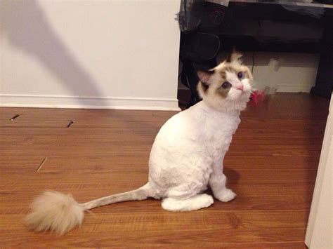 猫为什么掉毛严重怎么办,猫咪掉毛严重怎么办