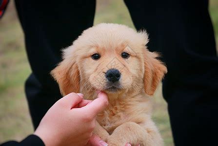 金毛幼犬为什么爱喝水,80后铲屎官的金毛幼犬冷知识