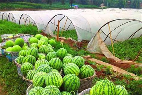 家庭种植什么赚钱,包地种植什么赚钱