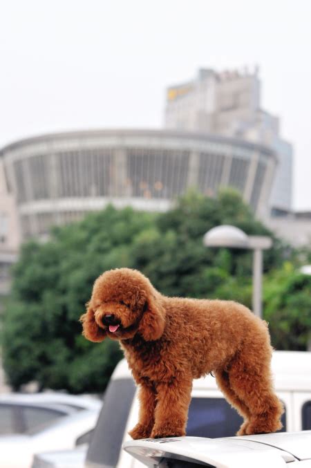 狗狗的头怎么剪,泰迪犬指甲怎么剪