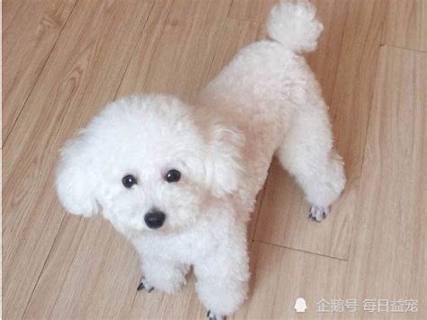 只因泰迪活泼好动,泰迪为什么过一夜就死了