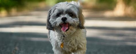 为什么很多人都喜欢的泰迪,泰迪狗狗为什么总叫