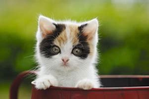 小猫什么时候可以剪指甲,猫咪多大的时候可以剪指甲