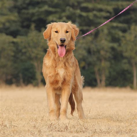 小金毛犬多少钱,金毛犬大狗多少钱