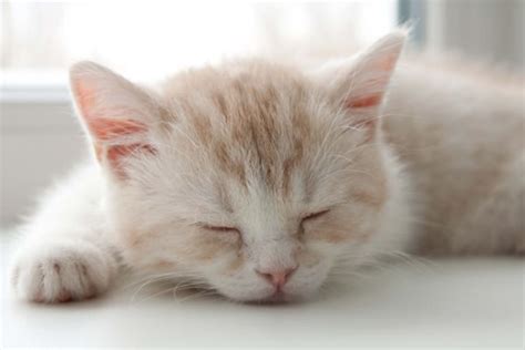 猫睡觉温度是多少合适,从猫咪的睡姿就能看出温度的高低……