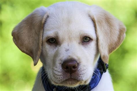 澳洲拉布拉多贵宾犬,拉布拉多贵宾狗有多少钱