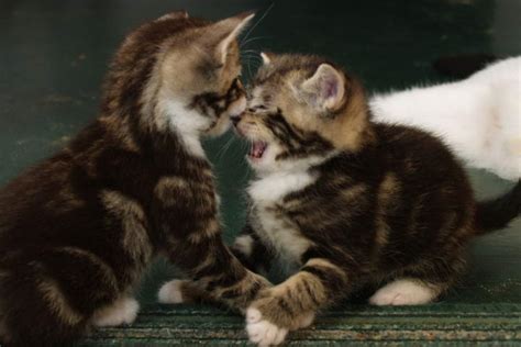 小猫为什么喜欢咬手,猫为什么总是喜欢咬人的手