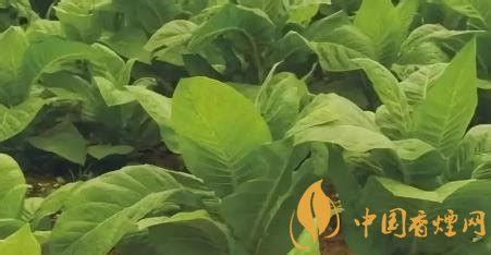 玉溪烟是什么等级,「玉溪」只是烟