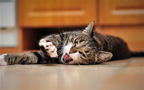 寄生虫会导致猫咪呕吐拉稀吗,猫咪呕吐是什么寄生虫