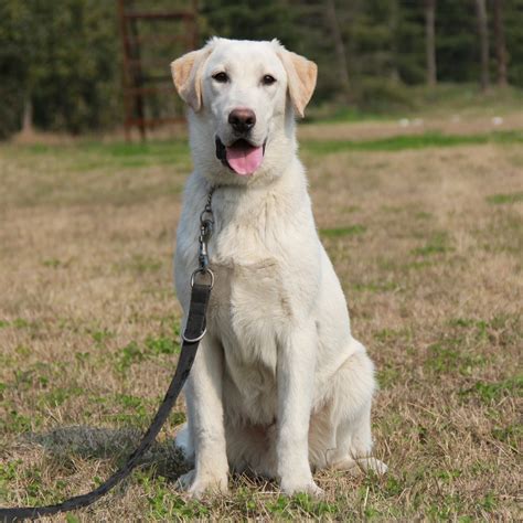 拉布拉多幼犬怎么分辨,如何挑选一条优秀的拉布拉多幼犬