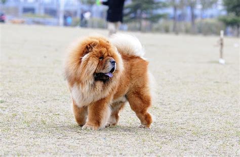 金毛猎犬幼犬多少钱,如何照顾金毛猎犬