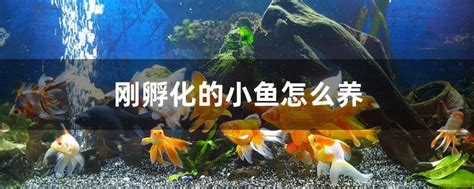 1.2鱼缸多久换一次水合适多久换一次水比较好,锦鲤多少天换一次水