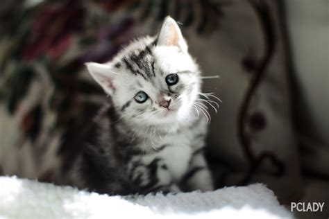 宠物店买比熊多少钱,比熊犬多少钱一只