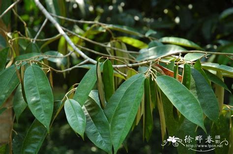 暗铁榴莲怎么得,恶魔榴莲怎么弄应该知道吧