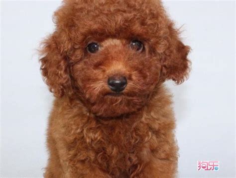 泰迪狗狗市场价多少钱,宠物狗泰迪多少钱一只