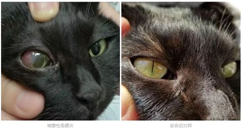 猫眼睛为什么睁不开眼,猫咪眼睛睁不开了