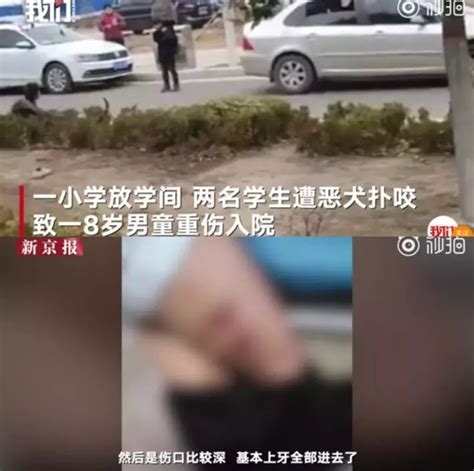 为什么狗喜欢爱扑人到底能不能舔,小狗为什么舔人扑人