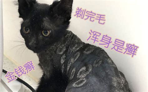 猫身上黑斑掉毛怎么办,我家猫严重掉毛好几个月了