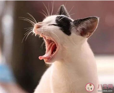 猫换牙吃什么,小猫换牙怎么办