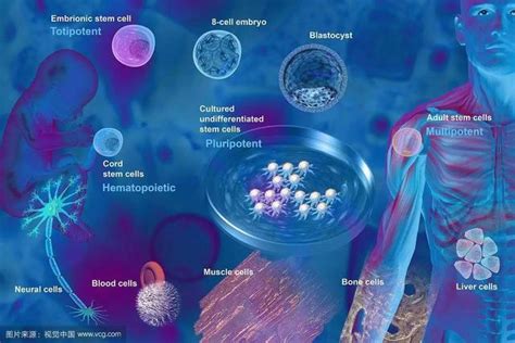 干细胞为什么,为什么胚胎干细胞是老大