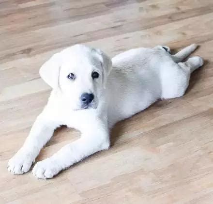 小奶猫怎么养壮,捡到一个2周大的小奶猫