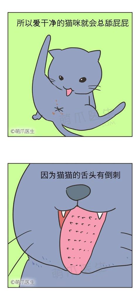 猫为什么会舔菊花,猫为什么爱舔我的手