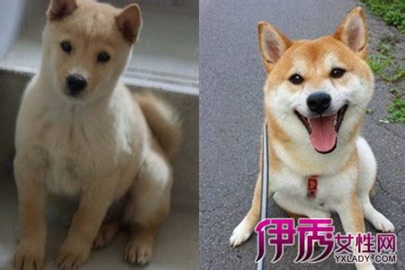 中华田园犬为什么禁养,什么土狗适合看家护院