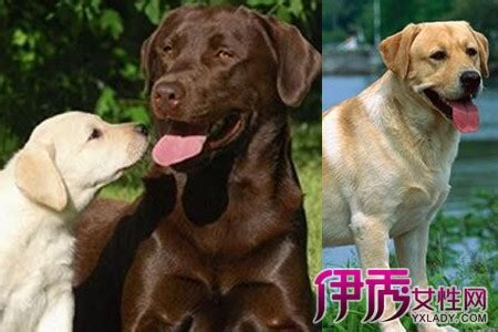 泰迪犬总是亲你是什么原因泰迪可以吃什么,泰迪狗经常吃牛是什么原因