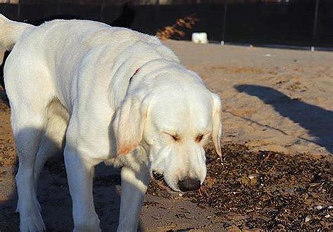 傲娇的拉布拉多犬吃东西非要主人喂,拉布拉多为什么咬东西