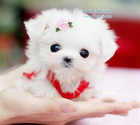 狗狗没牙齿怎么办,狗狗两岁了还不换牙了