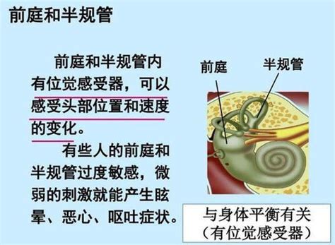 狗为什么会晕车吐,为什么有些狗会晕车