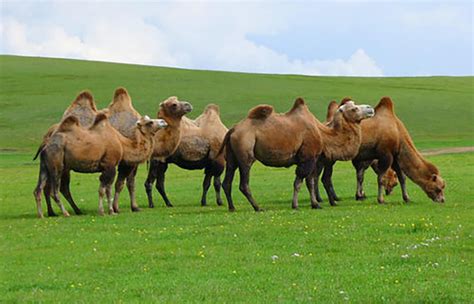 奶块骆驼是什么的坐骑,骆驼驯服方法介绍