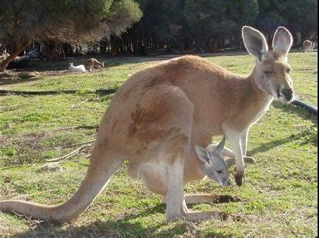 金融采购什么,工程供应链金融采购