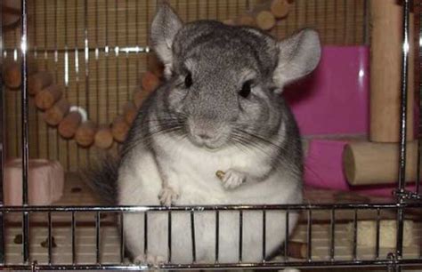 还剩1家在摆烂,龙猫还剩多少只