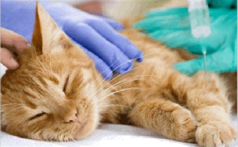 人吃什么 猫能吃什么食物,猫还能吃的人类食物有哪些