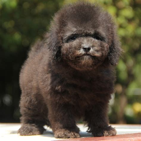 泰迪幼犬适合多少度,冬季幼犬饲养指南