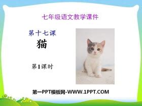 作者及作品内容简介,猫这一课表达了作者对什么的感情