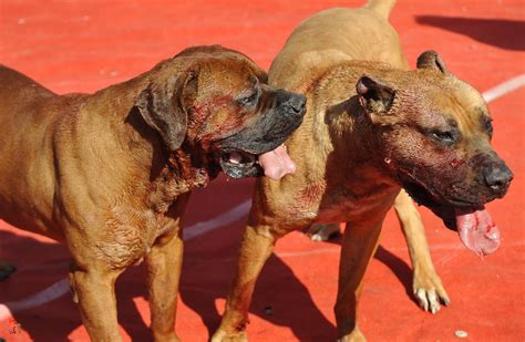 男子在狗市出售成年斗牛犬,斗牛犬大型多少钱