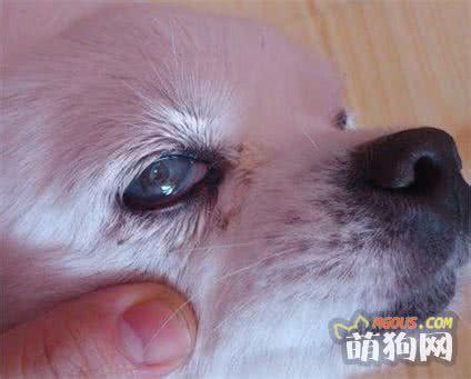 犬瘟热吃什么药,狗瘟用什么药治疗