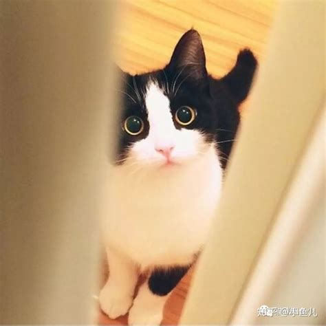 猫得什么病最容易死,什么病猫会死