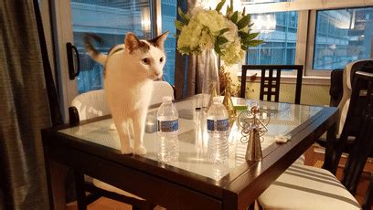 狗为什么走丢,狗狗为什么那么容易走丢