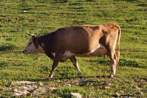 西班牙斗牛多少钱一只,斗牛吃多少钱一只