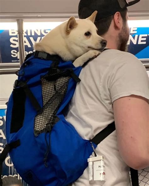 猫为什么不爱出门,狗为什么突然不爱出门
