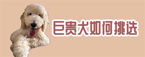 为什么要训练犬随行,如何训练泰迪犬随行