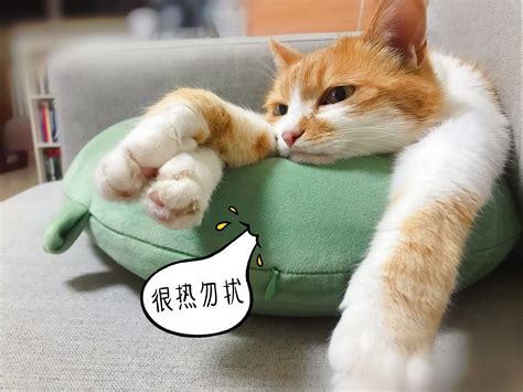 猫为什么和人好,猫咪为什么更喜欢男生