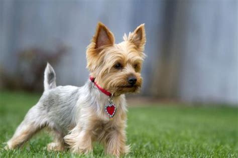 阿拉斯加幼犬价格是多少,阿拉斯加犬好养吗