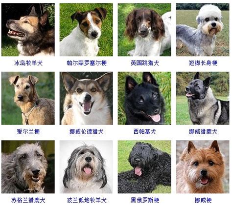 英文狗的名字叫什么名字叫什么名字有哪些,给猫咪取什么名字