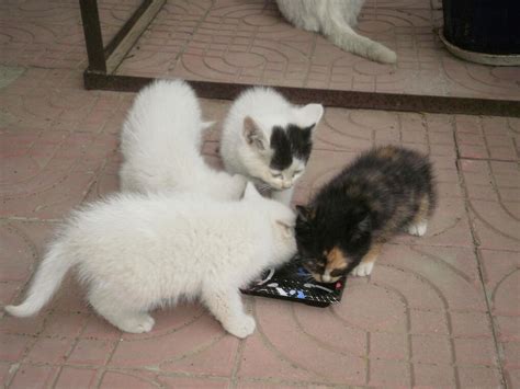 小猫怀孕喜欢吃什么东西怎么回事,它不肯吃东西怎么办